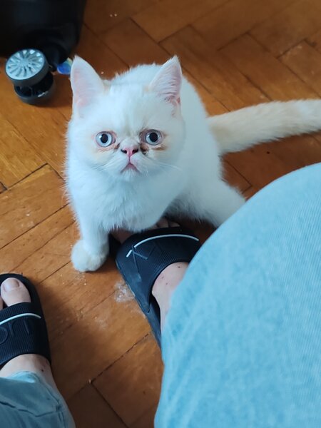 Motan persan exotic shorthair himalaya