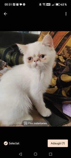 Motan persan exotic shorthair himalaya