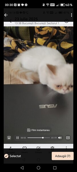Motan persan exotic shorthair himalaya