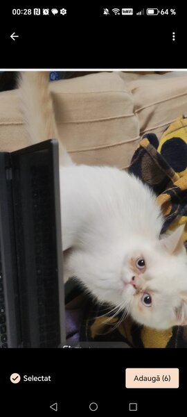 Motan persan exotic shorthair himalaya