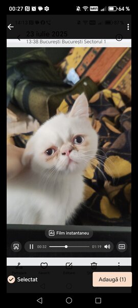 Motan persan exotic shorthair himalaya