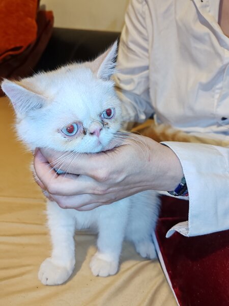 Motan persan exotic shorthair himalaya