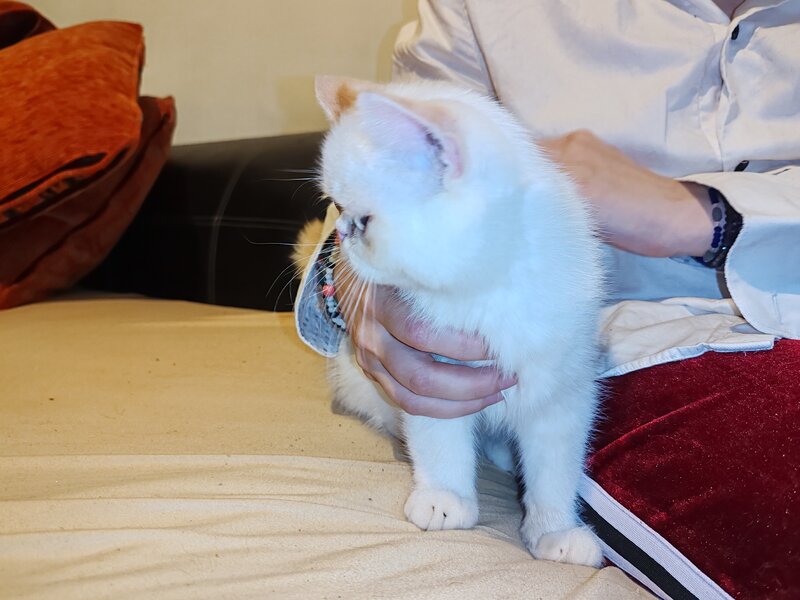 Motan persan exotic shorthair himalaya