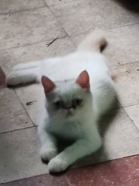 Motan persan exotic shorthair himalaya