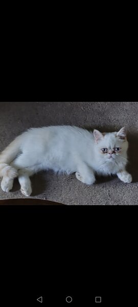 Motan persan exotic shorthair himalaya
