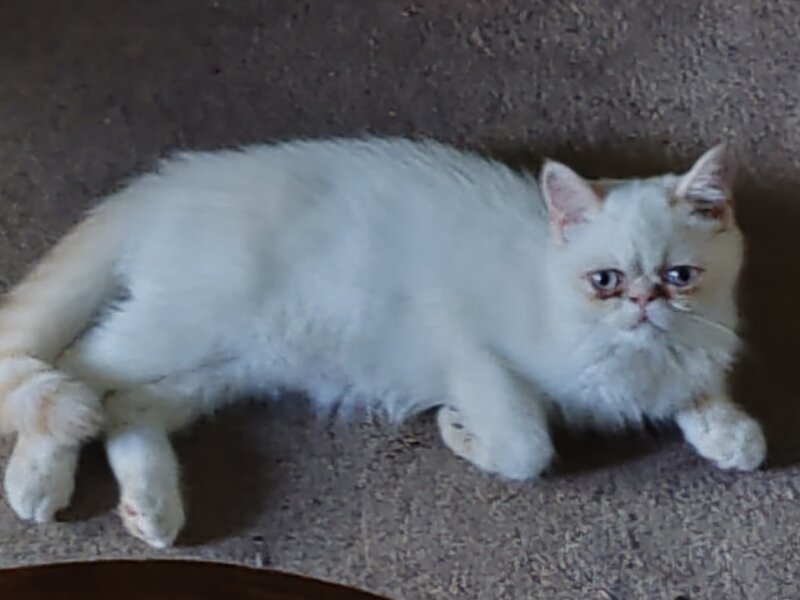 Motan persan exotic shorthair himalaya