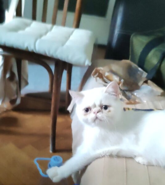 Motan persan exotic shorthair himalaya