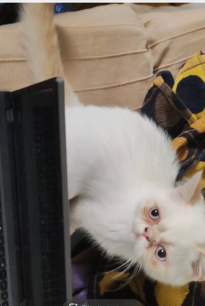Motan persan exotic shorthair himalaya