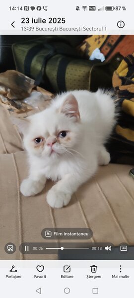 Motan persan exotic shorthair himalaya