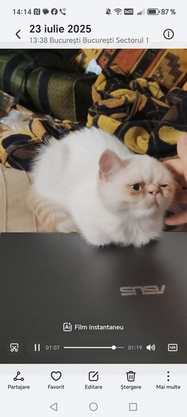 Motan persan exotic shorthair himalaya