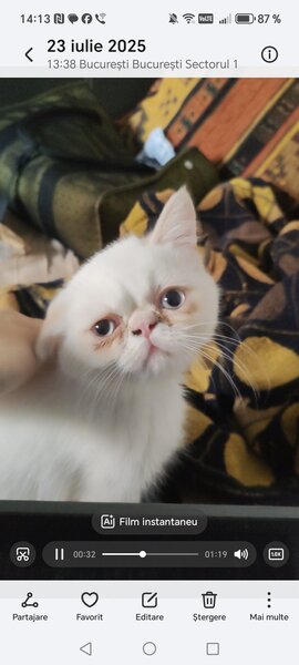 Motan persan exotic shorthair himalaya
