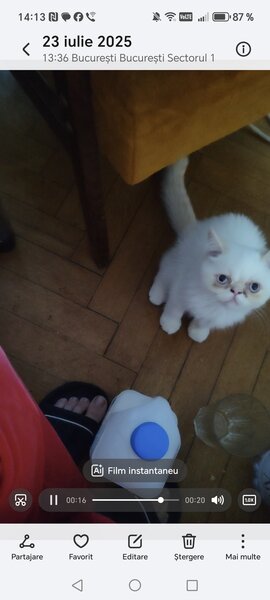Motan persan exotic shorthair himalaya
