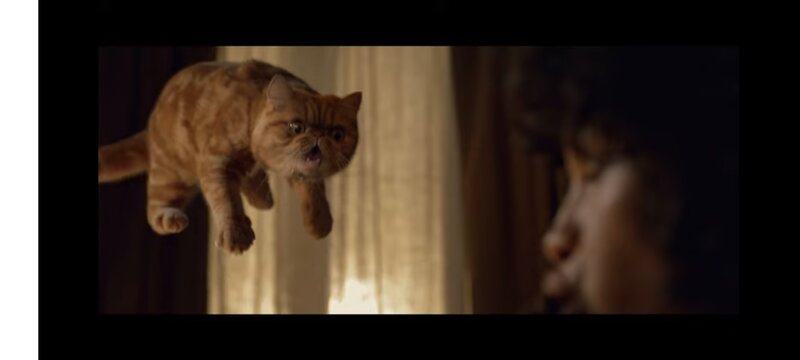 Motan persan exotic shorthair himalaya
