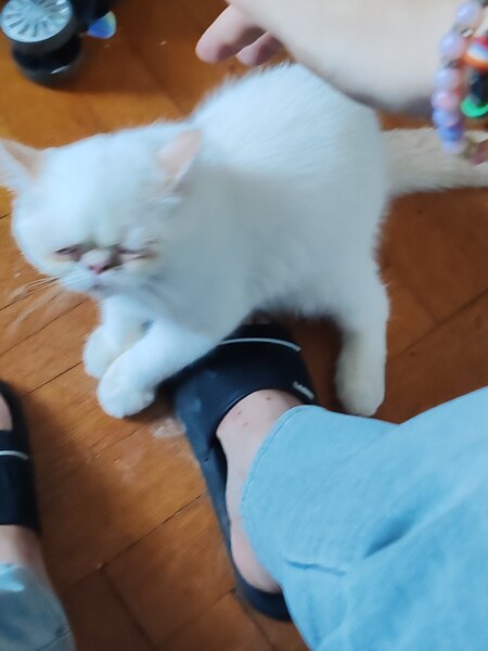 Motan persan exotic shorthair himalaya
