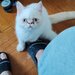 Motan persan exotic shorthair himalaya