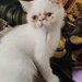 Motan persan exotic shorthair himalaya