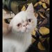 Motan persan exotic shorthair himalaya