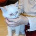 Motan persan exotic shorthair himalaya