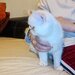 Motan persan exotic shorthair himalaya