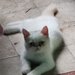 Motan persan exotic shorthair himalaya