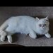 Motan persan exotic shorthair himalaya