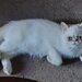 Motan persan exotic shorthair himalaya