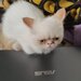 Motan persan exotic shorthair himalaya