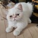 Motan persan exotic shorthair himalaya