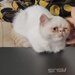 Motan persan exotic shorthair himalaya