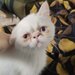 Motan persan exotic shorthair himalaya