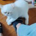 Motan persan exotic shorthair himalaya